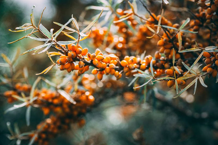 Close-up of sea buckthorn berries on the branch