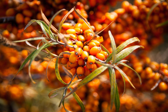 Sea buckthorn pulp