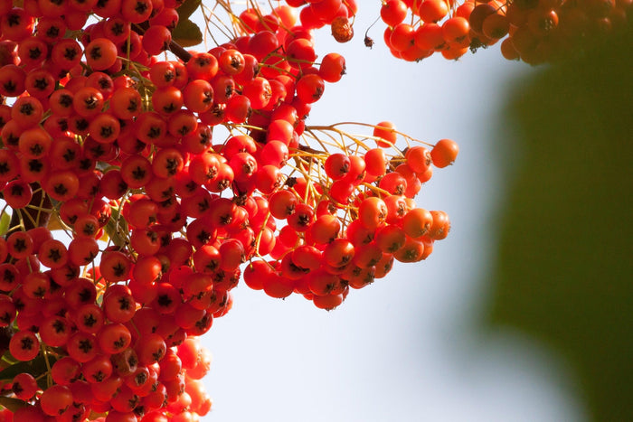 Sea Buckthorn Dry Berry Powder